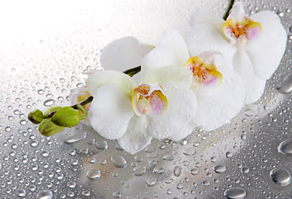 Fototapeta Spa orchidea 1536